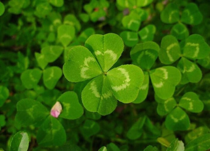 花草百科 四叶草的寓意是什么?四瓣叶子分别代表什么?