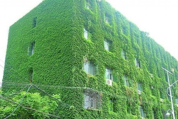 楼顶种什么植物隔热