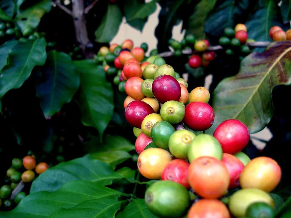 coffee-cultivation-1
