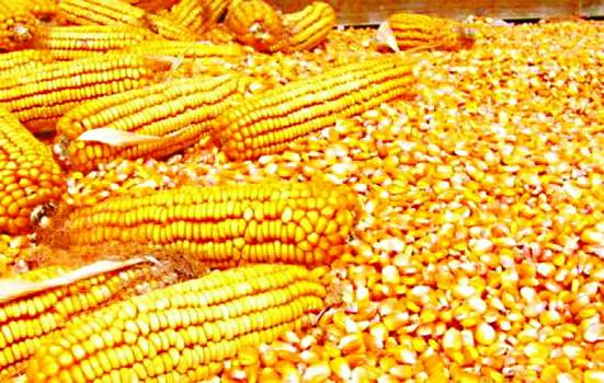 2019期权市场开门"迎三宝"天然橡胶棉花玉米将上