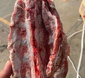 新西兰星牌羔羊蝎子图