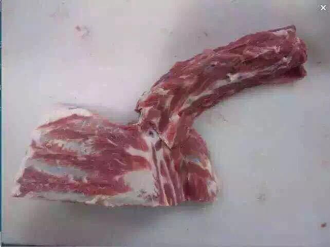澳大利亚羊槽骨