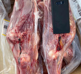 新西兰102乳牛腿