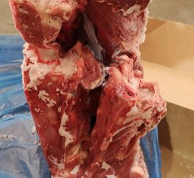 新西兰ppcs小牛脖骨