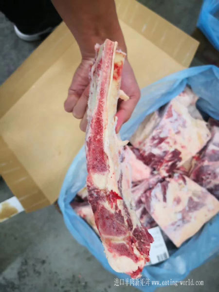 21牛胸骨图片展示