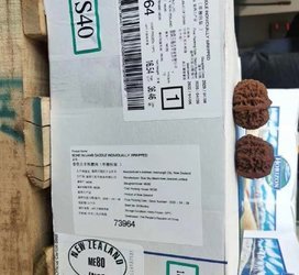 新西兰80羔羊鞍骨