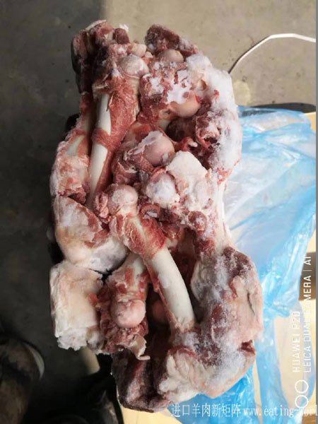 新西兰26羔羊后棒--(1)