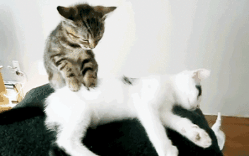352_220gif 动态图 动图