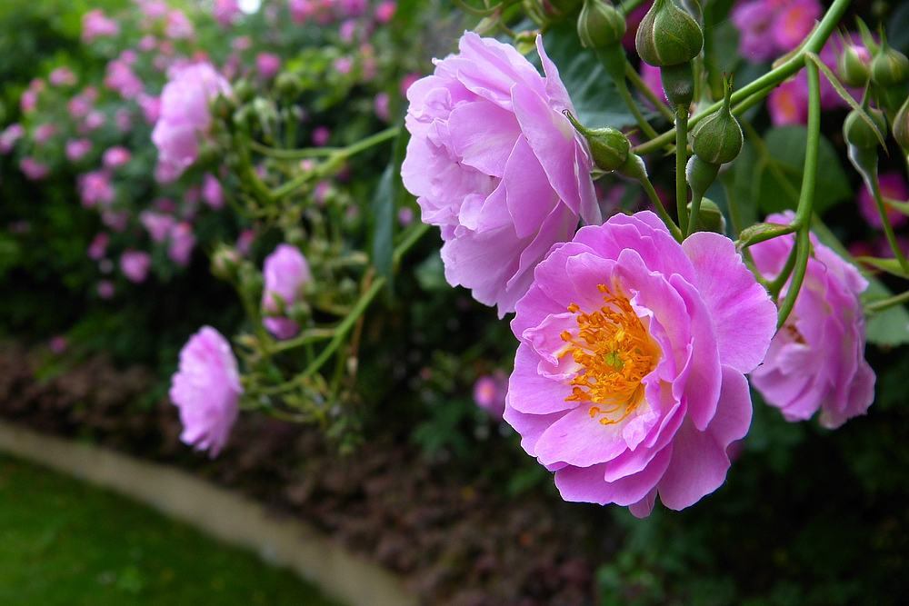 玫瑰花的花語是什麼?它與月季薔薇有什麼區別?