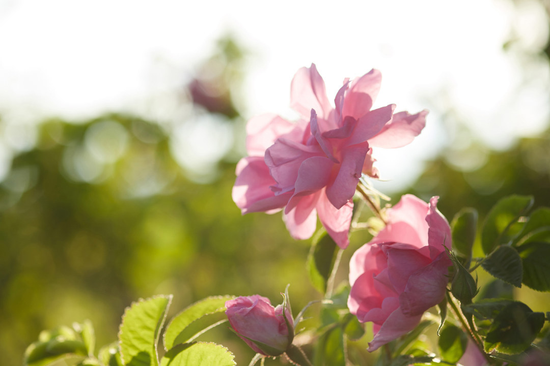 玫瑰花的花語是什麼?它與月季薔薇有什麼區別?