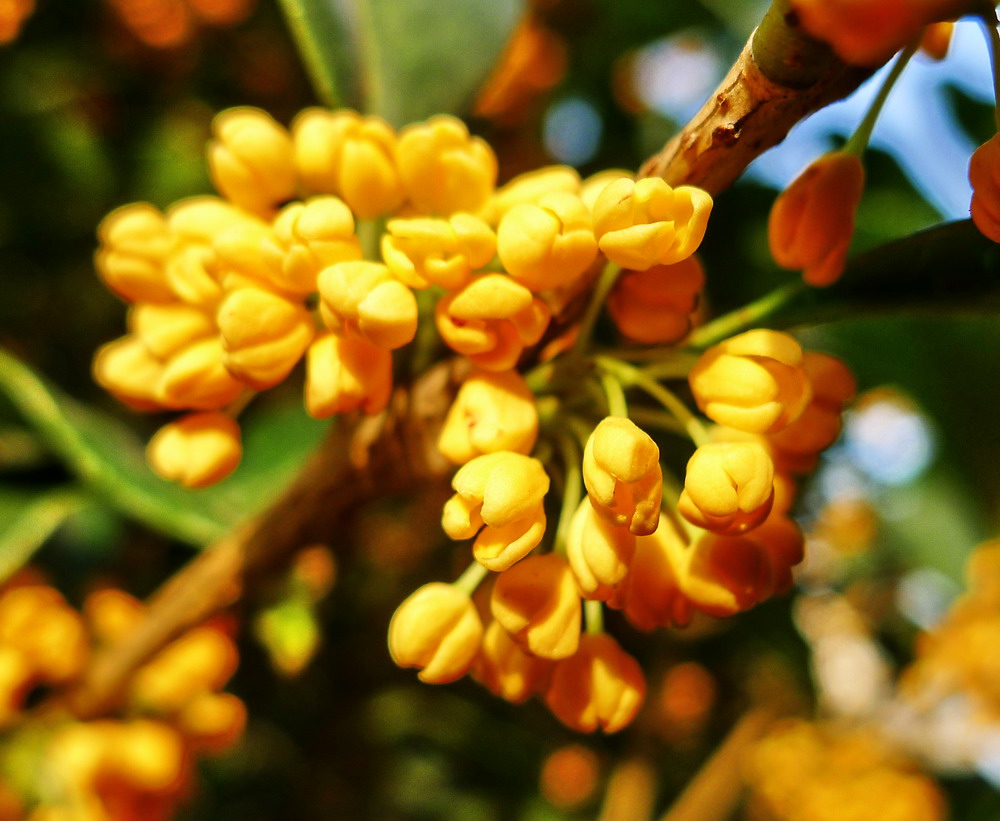 桂花花语(栀子花的花语)