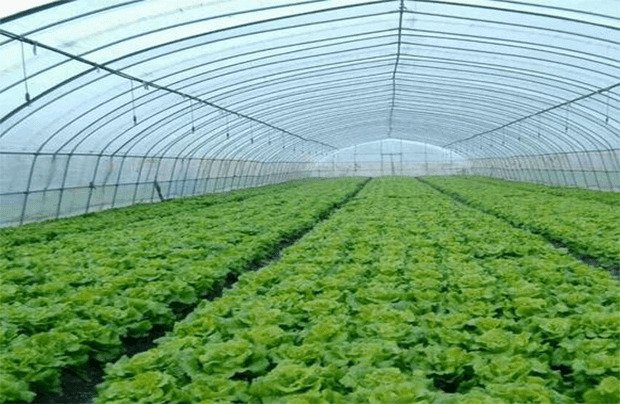 The advantages of  polycarbonate hollow sheets for greenhouse lighting