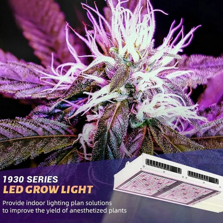 Full Spectrum LED Grow Light for Indoor Plants
