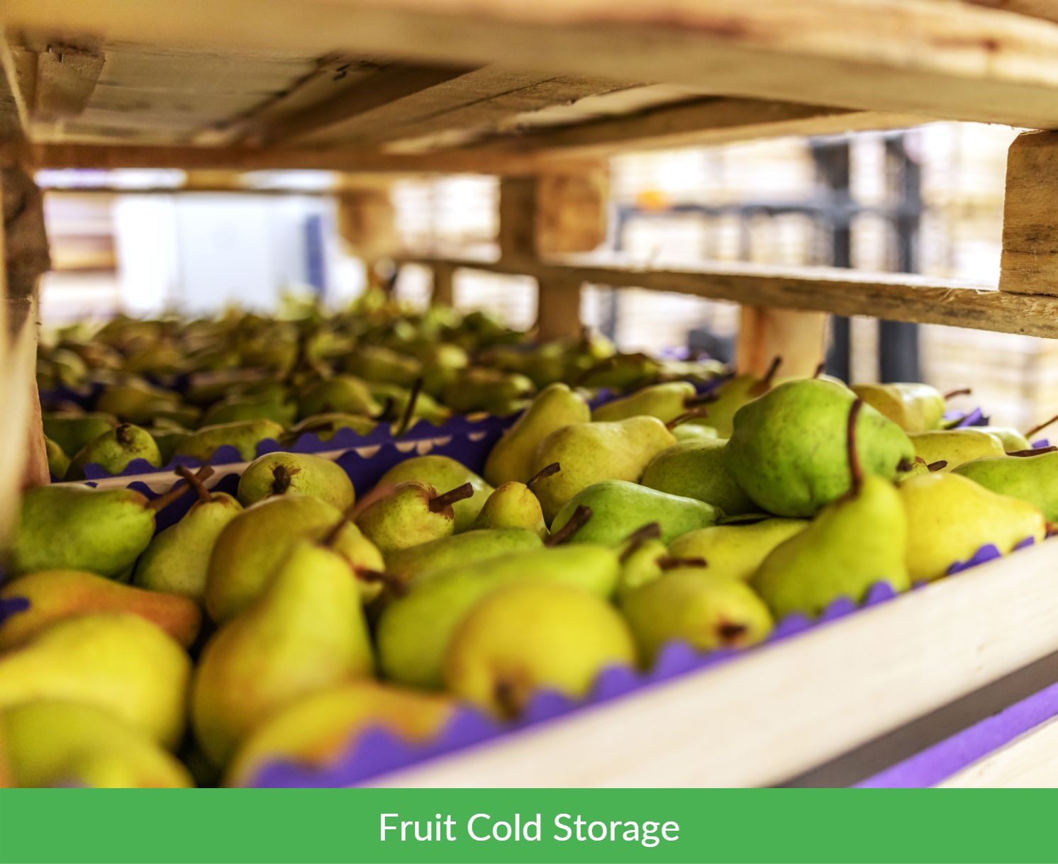 Fruit Cold Storage