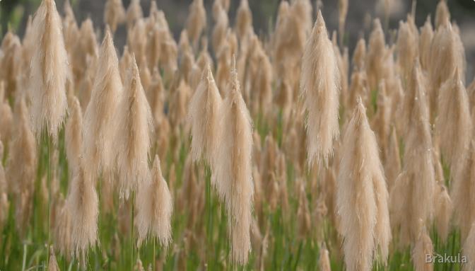 wood reed flowers