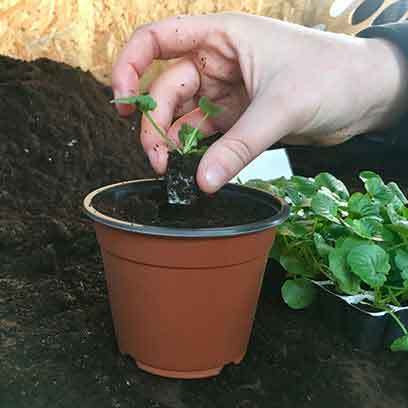 Cheap Seedling Nursery Pots Wholesale Price USA