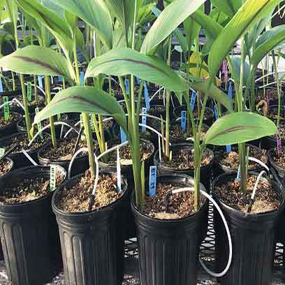 Cheap Plastic Garden Pot Manufacturers Texas