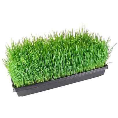 Cheap Hydroponic Plant Trays Wholesale Price Canada