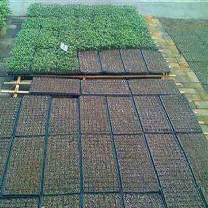 Plastic Cell Seedling Tray Manufacturers In Australia