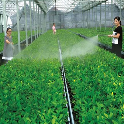 Cheap Plastic Cell Seedling Trays Suppliers In Peru