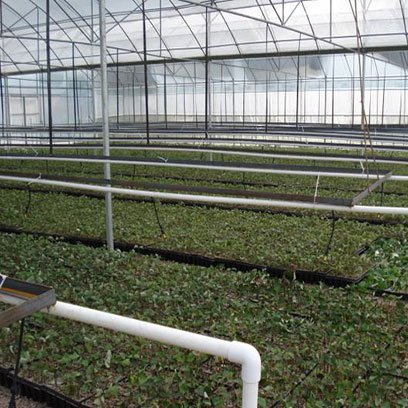Cheap Herb Plug Trays Suppliers Australia