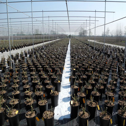 Plastic 20 Gallon Tree Pot Wholesale Price Canada