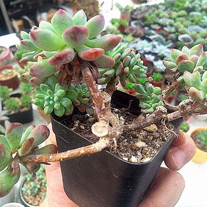 4 Inch Square Nursery Pots Wholesale Price Ireland