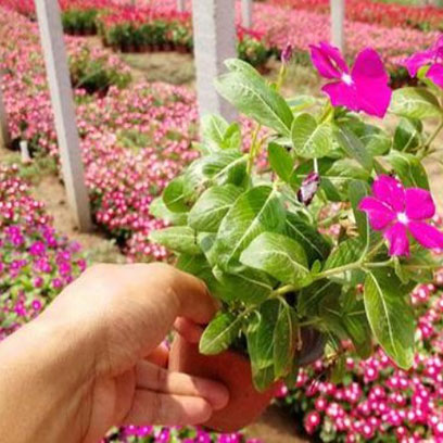 Small Plastic Plant Containers Suppliers Netherlands