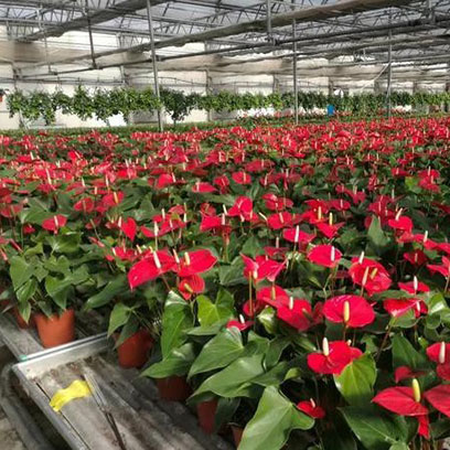 Plastic Greenhouse Pots Wholesale Price Poland