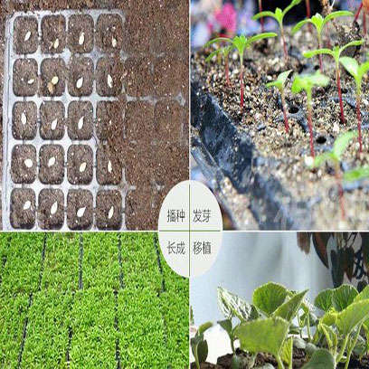 Cheap Plastic 98 Cell Plug Trays Wholesale Price Chile