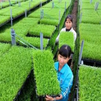 Plastic Seedling Plug Trays Manufacturers Canada
