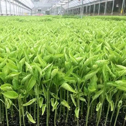 Cheap Thermoforming Plastic Seed Trays Factory Australia