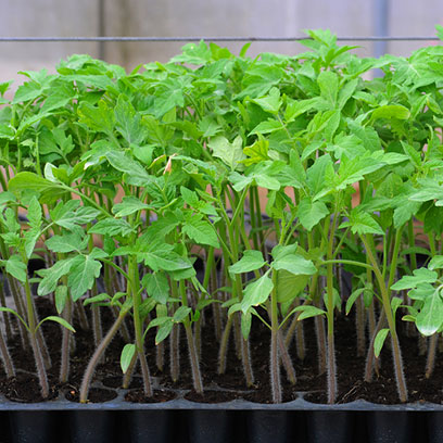 Hot Sale Plastic Planting Trays Suppliers Ireland