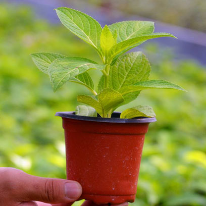 High Quality Plastic Seedling Pots Factory China