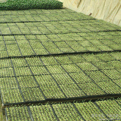 Cheap Plastic Seed Starter Trays Made In China