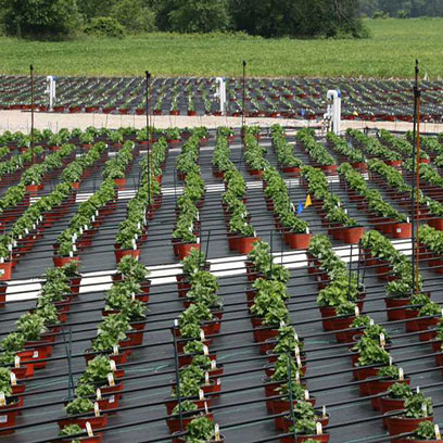 Cheap Plastic Growers Pots Manufacturers Poland