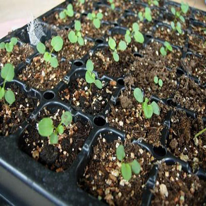 Cheap Plastic Seedling Trays Manufacturers USA