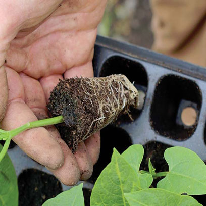 Cheap Reusable Seed Starting Trays Suppliers USA