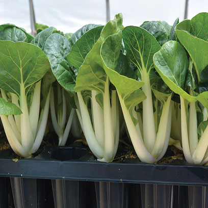 Cheap Seed Sprouting Tray Manufacturers Australia