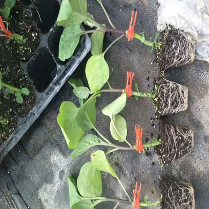 Reusable Seed Starting Trays Suppliers Philippines