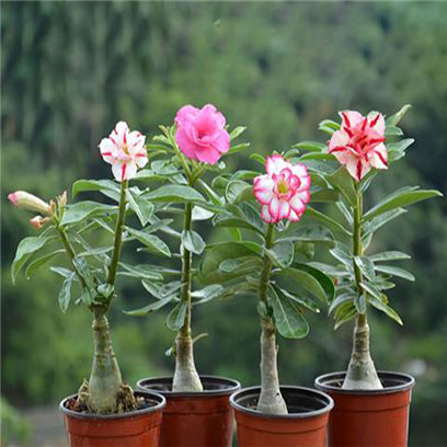 High Quality Plastic Plant Pots Wholesale Direct Georgia