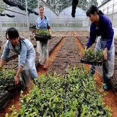 Plastic Nursery Trays Wholesale Suppliers Bangladesh
