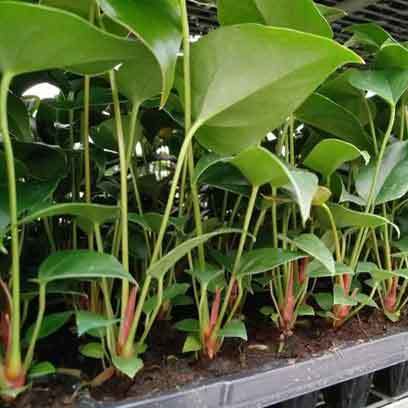 Cheap Plastic Seed Trays Wholesale Price Turkey