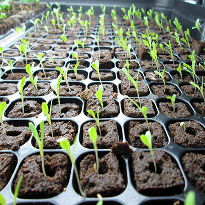 Cheap Plastic Seed Trays Wholesale Price Serbia