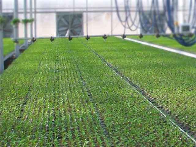 How To Choose Seedling Trays For Nursery