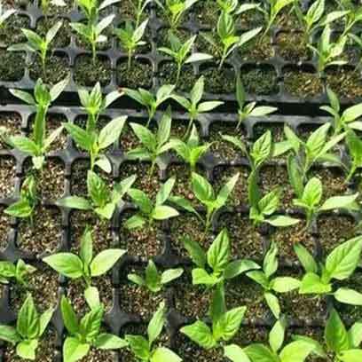 Hierochloe Odorata Plug Tray Wholesale Suppliers Canada