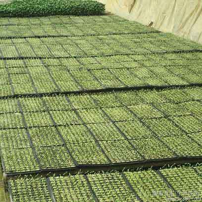 Bulk Buy Creeping Thyme Plug Tray Cheap Canada