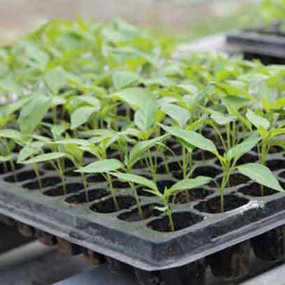 Bulk Buy Cheap Shallow Germination Trays