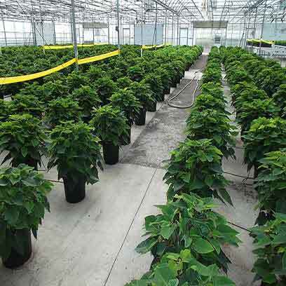 Plastic 4 Gallon Flower Pots Wholesale Supplier