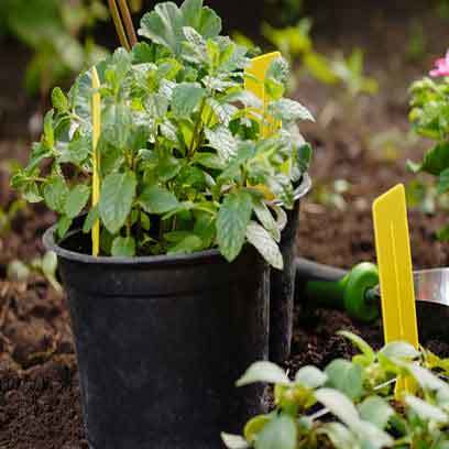 Cheap 2 Gallons Plastic Planters Wholesale Supplier